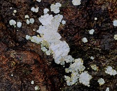 Trapelia placodioides