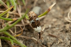 Acentrus histrio