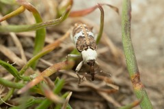 Acentrus histrio