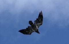 Haliaeetus leucocephalus