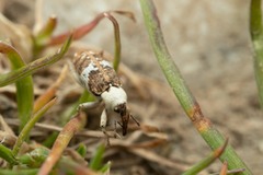 Acentrus histrio