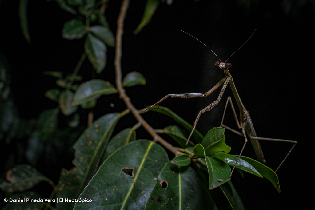 Giant Mexican Mantis