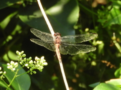 Orthemis ambinigra