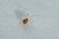 Ruborridion musivum