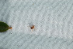Ruborridion musivum