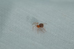 Ruborridion musivum