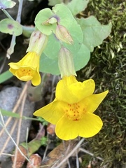 Erythranthe glaucescens