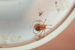 Ruborridion musivum