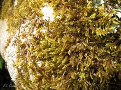 Hypnum cupressiforme lacunosum