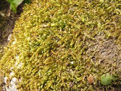 Hypnum cupressiforme lacunosum