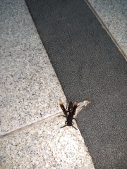 Parachartergus apicalis