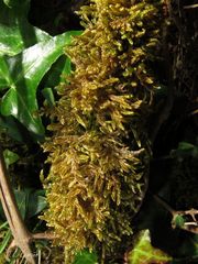 Hypnum cupressiforme lacunosum