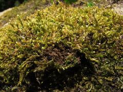 Hypnum cupressiforme lacunosum