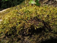 Hypnum cupressiforme lacunosum