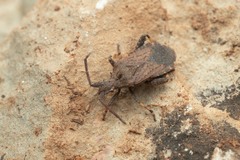Bothrostethus annulipes