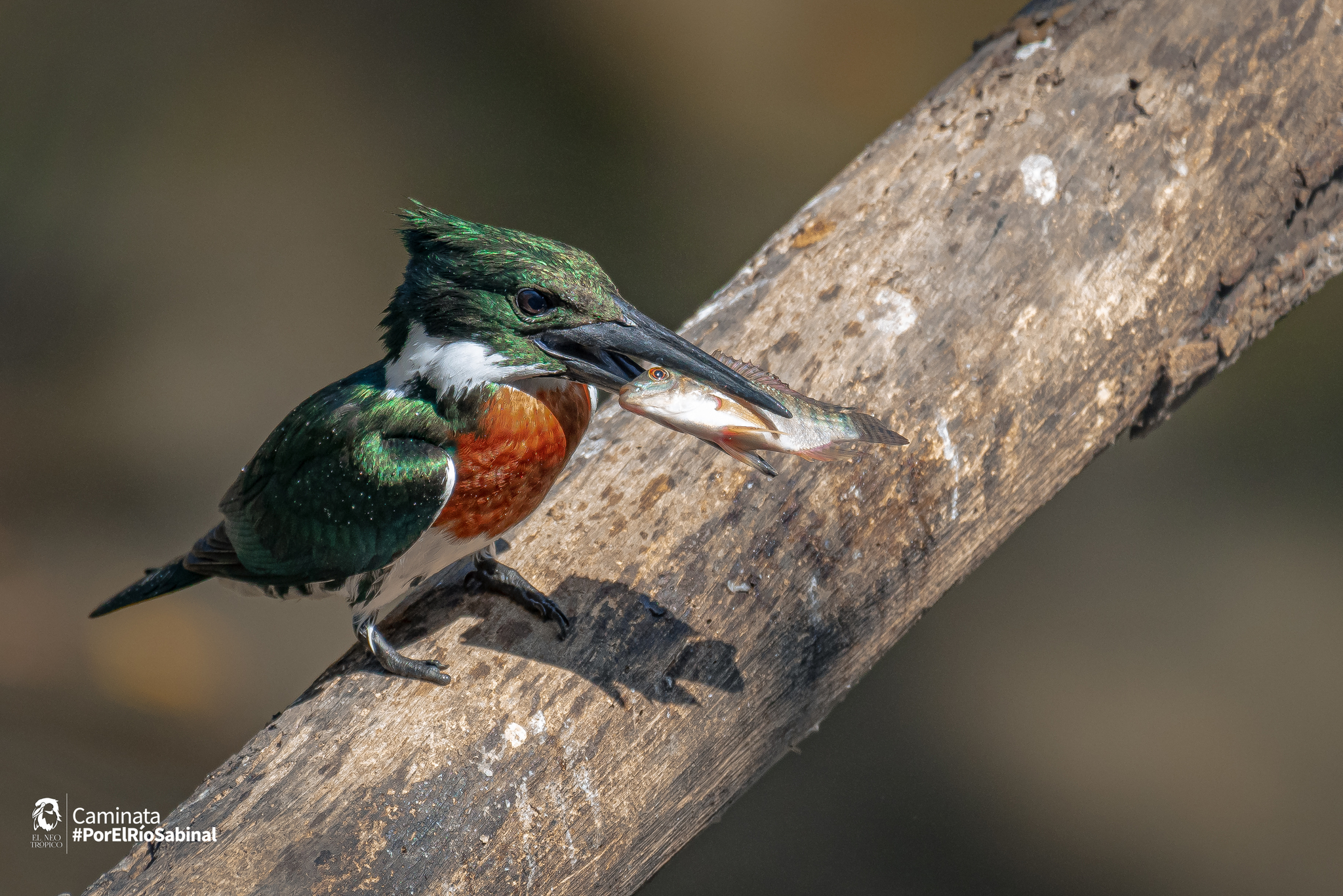 Amazon Kingfisher illustration