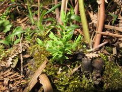 Lysimachia linum-stellatum