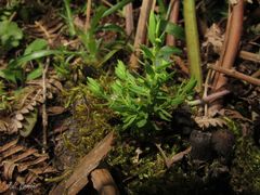 Lysimachia linum-stellatum