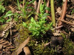 Lysimachia linum-stellatum