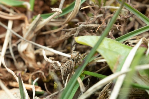 Heidespringspin, 30770 Campestre-et-Luc, France, photo 8 of 10