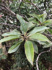 Ilex tugitakayamensis