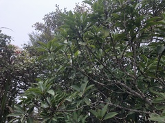 Ilex tugitakayamensis