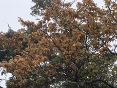 Prunus transarisanensis