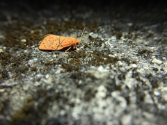 Aberrasine lichenshihi