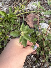 Croton glandulosus septentrionalis
