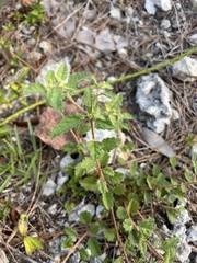 Croton glandulosus septentrionalis
