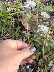 Croton glandulosus septentrionalis