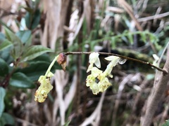 Corylopsis pauciflora