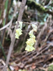 Corylopsis pauciflora