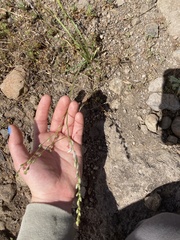 Chlorogalum angustifolium