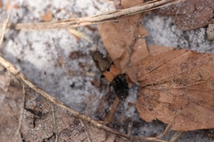 Platydracus chalcocephalus