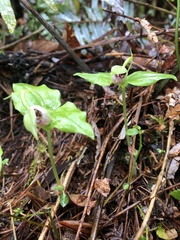 Cypripedium debile