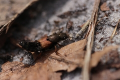 Platydracus chalcocephalus