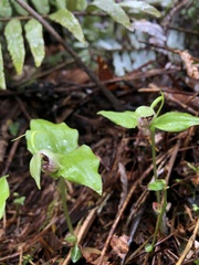 Cypripedium debile