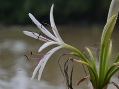Crinum viviparum
