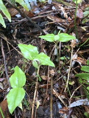 Cypripedium debile