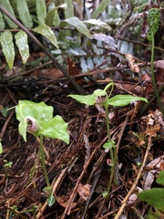 Cypripedium debile