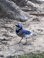 Cyanocitta cristata