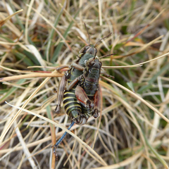 Cophopodisma pyrenaea