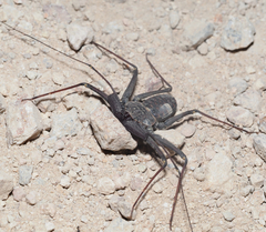 Phrynus operculatus