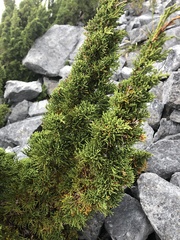 Juniperus tsukusiensis