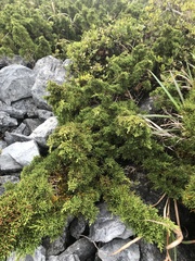 Juniperus tsukusiensis
