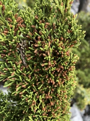 Juniperus tsukusiensis