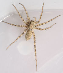 Pardosa vadosa