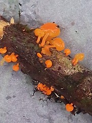 Favolaschia calocera