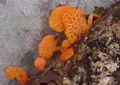 Favolaschia calocera